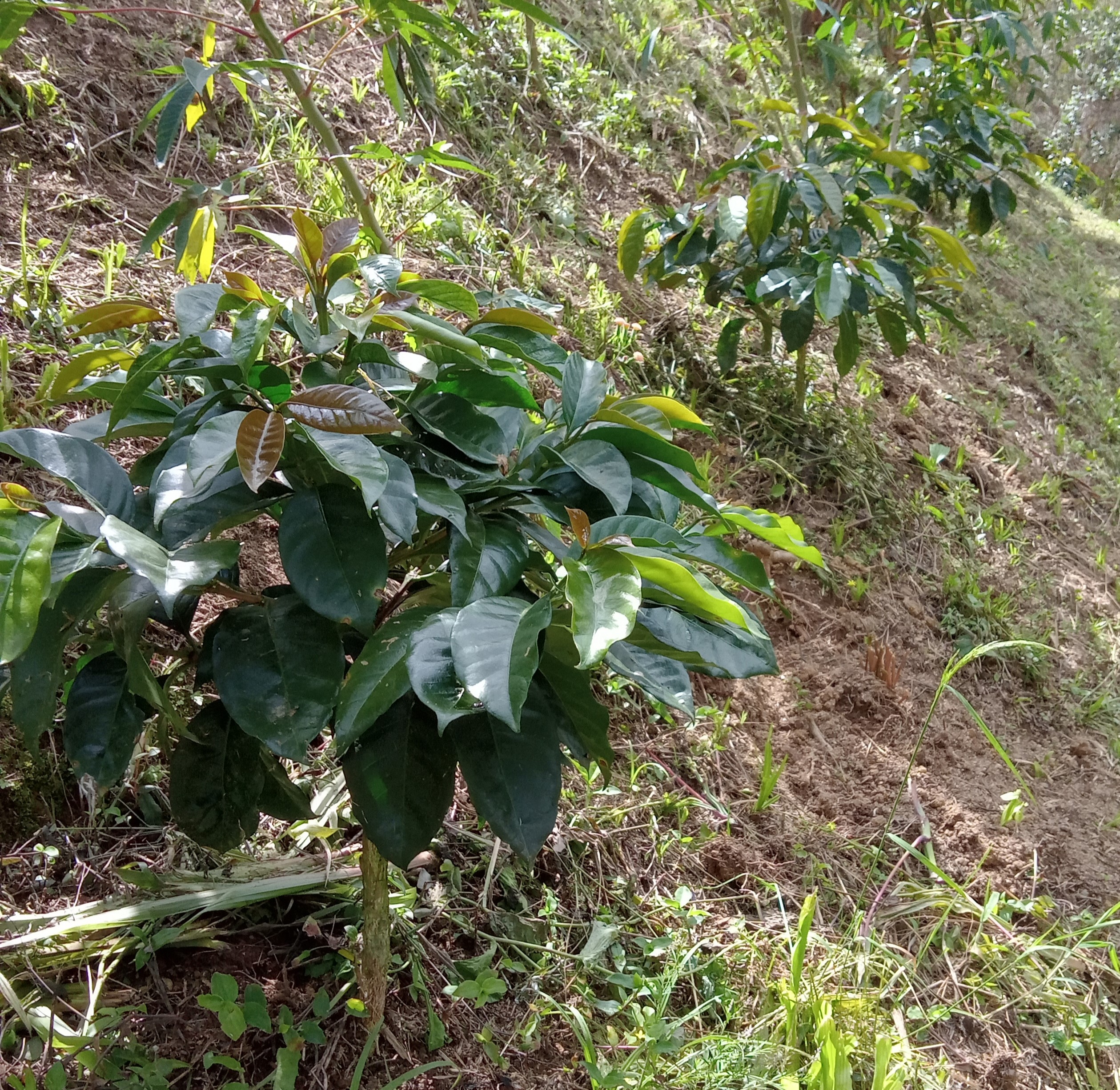Plantas de café